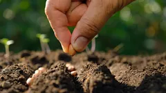 Vad man ska så i februari: experter nämner 6 typer av blommor och örter