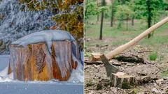 Varför du inte bör lämna stubbar i marken: 4 enkla sätt att bli av med dem