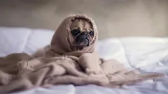 Husdjur kan drabbas av ”vinterdepp”: så underhåller du dem och dig själv