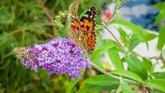 Plantera den här busken i februari – så blir den vårens första magnet för bin och fjärilar