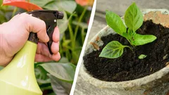 Varför erfarna trädgårdsmästare sprutar mjölk på plantor: här är varför det är fördelaktigt